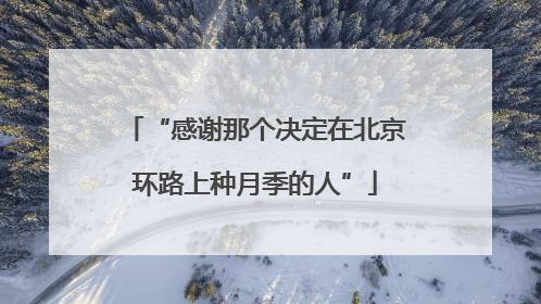 “感谢那个决定在北京环路上种月季的人”
