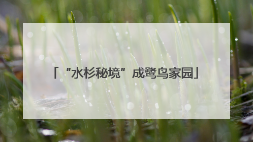 “水杉秘境”成鹭鸟家园