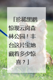 珍稀黑鹳惊现云岗森林公园！丰台这片宝地藏着多少惊喜？