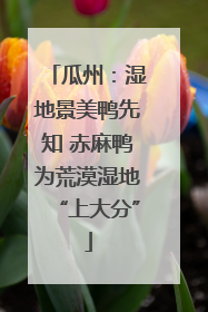 瓜州：湿地景美鸭先知 赤麻鸭为荒漠湿地“上大分”