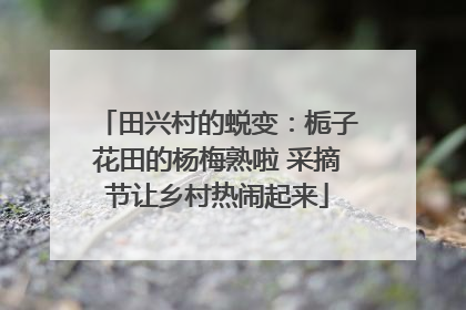 田兴村的蜕变：栀子花田的杨梅熟啦 采摘节让乡村热闹起来