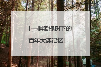 一棵老槐树下的百年大连记忆