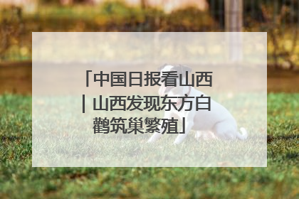 中国日报看山西｜山西发现东方白鹳筑巢繁殖