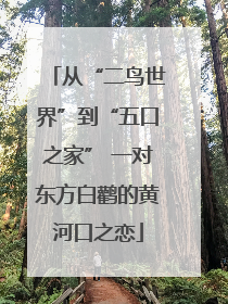 从“二鸟世界”到“五口之家” 一对东方白鹳的黄河口之恋