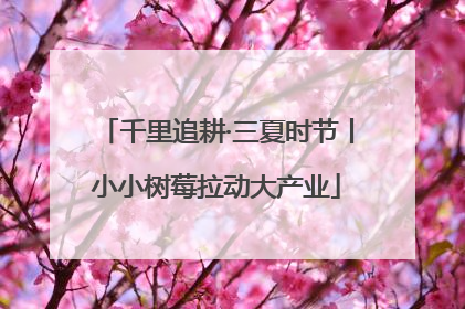 千里追耕·三夏时节丨小小树莓拉动大产业