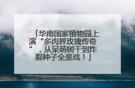华南国家植物园上演“多肉界玫瑰传奇”，从呆萌树干到炸裂种子全是戏！