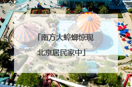 南方大蟑螂惊现北京居民家中