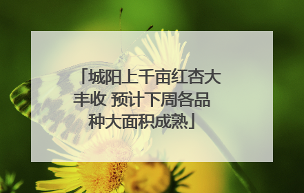 城阳上千亩红杏大丰收 预计下周各品种大面积成熟