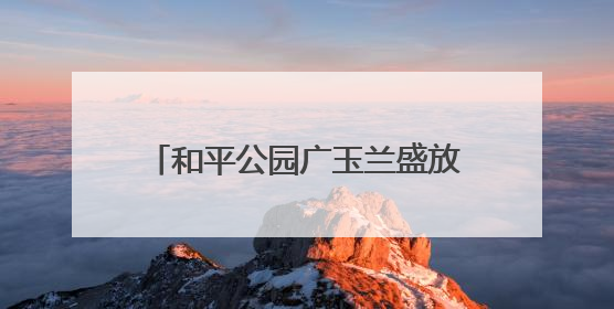 和平公园广玉兰盛放，江城夏日添雅韵