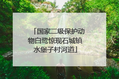国家二级保护动物白鹭惊现石城镇水堡子村河道