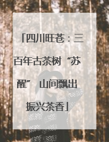 四川旺苍：三百年古茶树“苏醒” 山间飘出振兴茶香