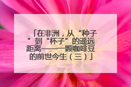在非洲，从“种子”到“杯子”的遥远距离——一颗咖啡豆的前世今生（三）