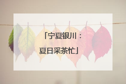 宁夏银川：夏日采茶忙
