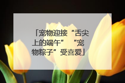 宠物迎接“舌尖上的端午” “宠物粽子”受喜爱