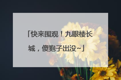 快来围观！九眼楼长城，傻狍子出没~