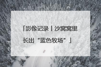 影像记录丨沙窝窝里长出“蓝色牧场”