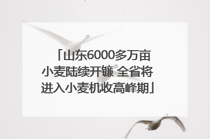 山东6000多万亩小麦陆续开镰 全省将进入小麦机收高峰期