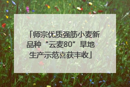 师宗优质强筋小麦新品种“云麦80”旱地生产示范喜获丰收