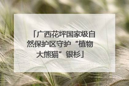 广西花坪国家级自然保护区守护“植物大熊猫”银杉