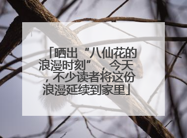晒出“八仙花的浪漫时刻”，今天，不少读者将这份浪漫延续到家里