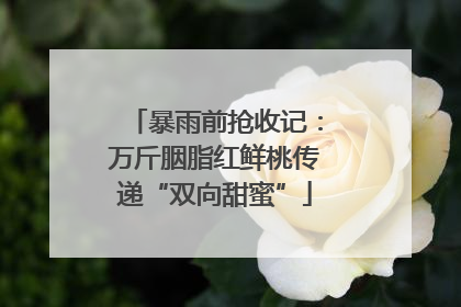 暴雨前抢收记：万斤胭脂红鲜桃传递“双向甜蜜”