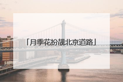 月季花扮靓北京道路