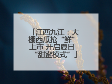 江西九江：大棚西瓜抢“鲜”上市 开启夏日“甜蜜模式”