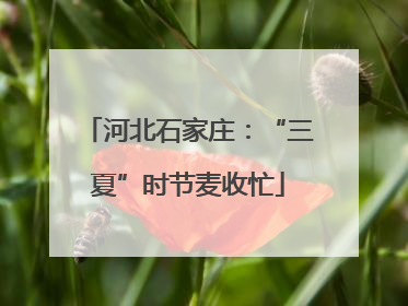 河北石家庄：“三夏”时节麦收忙