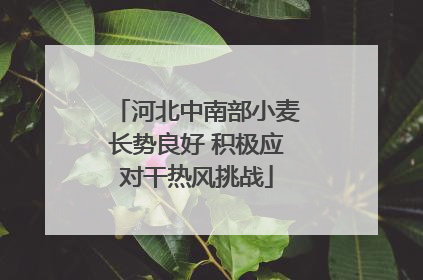 河北中南部小麦长势良好 积极应对干热风挑战