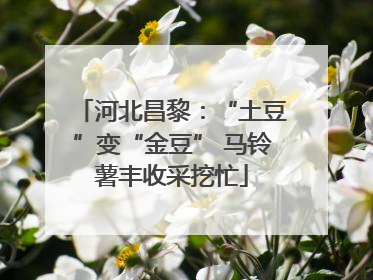 河北昌黎：“土豆”变“金豆” 马铃薯丰收采挖忙