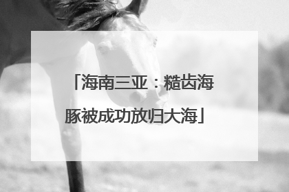 海南三亚：糙齿海豚被成功放归大海