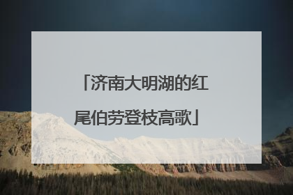 济南大明湖的红尾伯劳登枝高歌