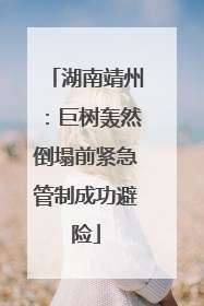 湖南靖州：巨树轰然倒塌前紧急管制成功避险