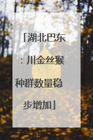 湖北巴东：川金丝猴种群数量稳步增加
