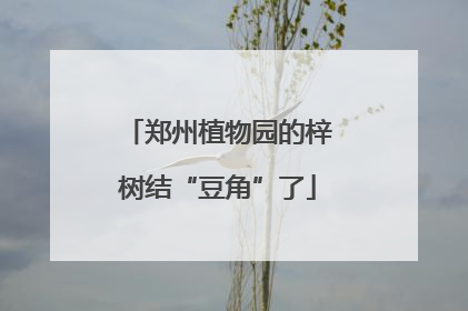 郑州植物园的梓树结“豆角”了