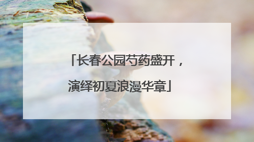 长春公园芍药盛开，演绎初夏浪漫华章