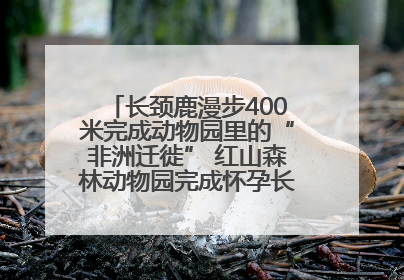 长颈鹿漫步400米完成动物园里的“非洲迁徙” 红山森林动物园完成怀孕长颈鹿步行转运