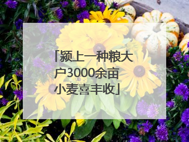 颍上一种粮大户3000余亩小麦喜丰收