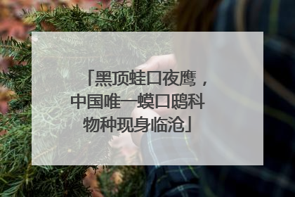 黑顶蛙口夜鹰，中国唯一蟆口鸱科物种现身临沧