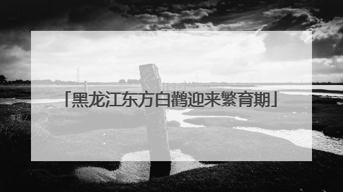 黑龙江东方白鹳迎来繁育期